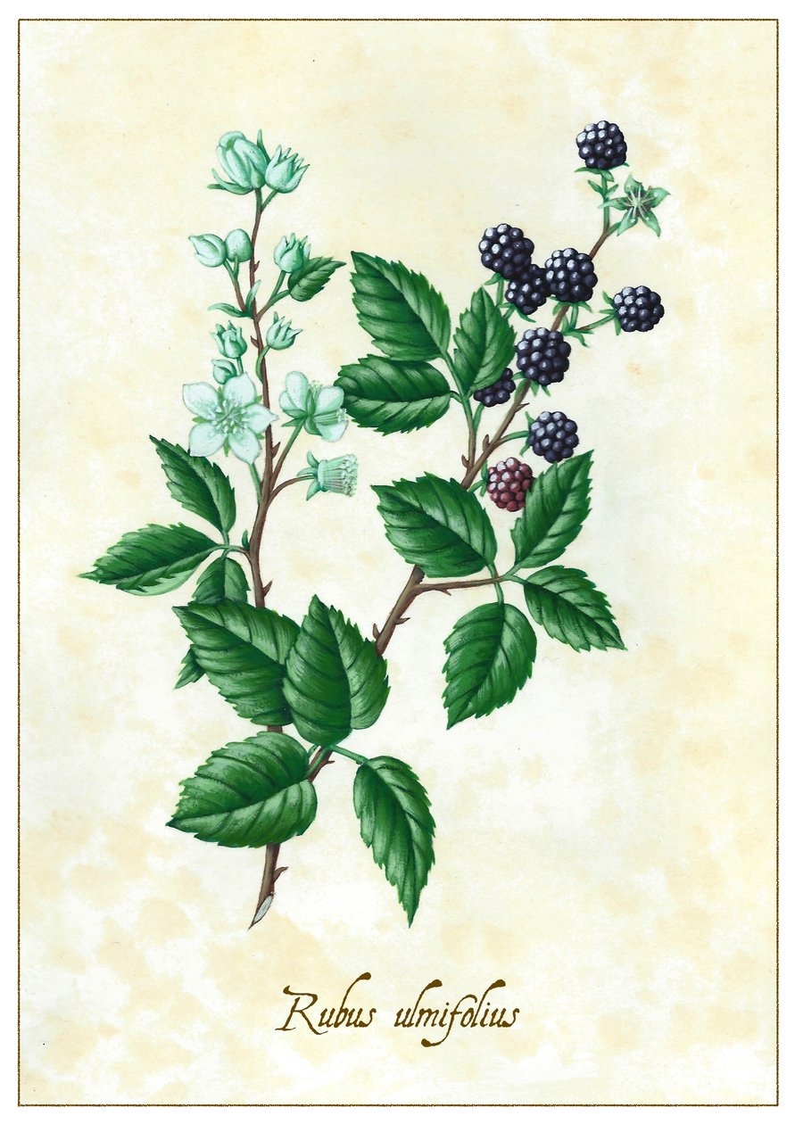 Rubus ulmifolius, 2015 (guache) de Annalisa Morrocco