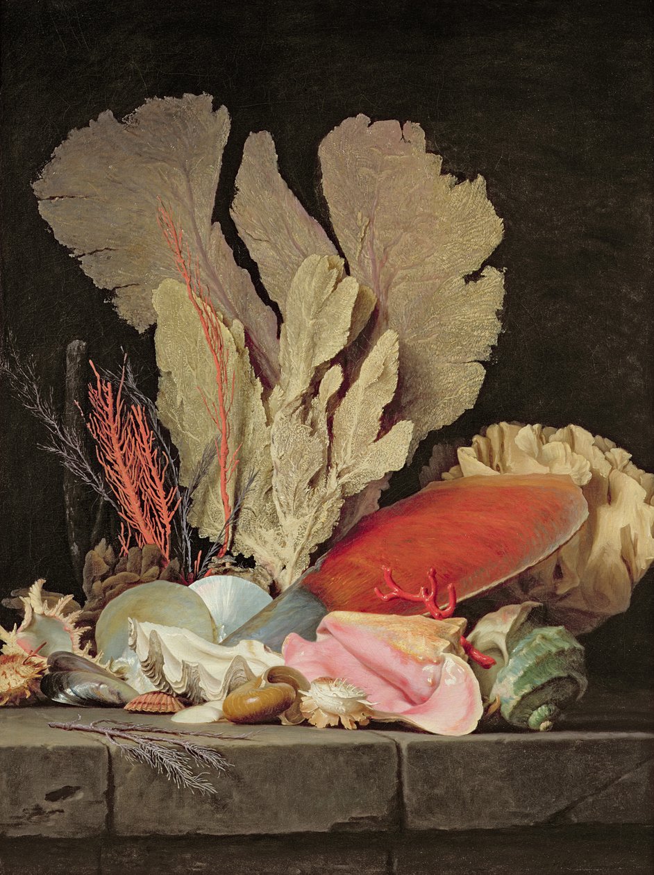 Algas marinhas, Lithophytes e Seashells de Anne Vallayer Coster