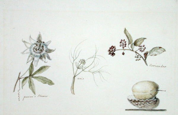 Flor da paixão, anis e coentros de Anne Marguerite Hyde de Neuville
