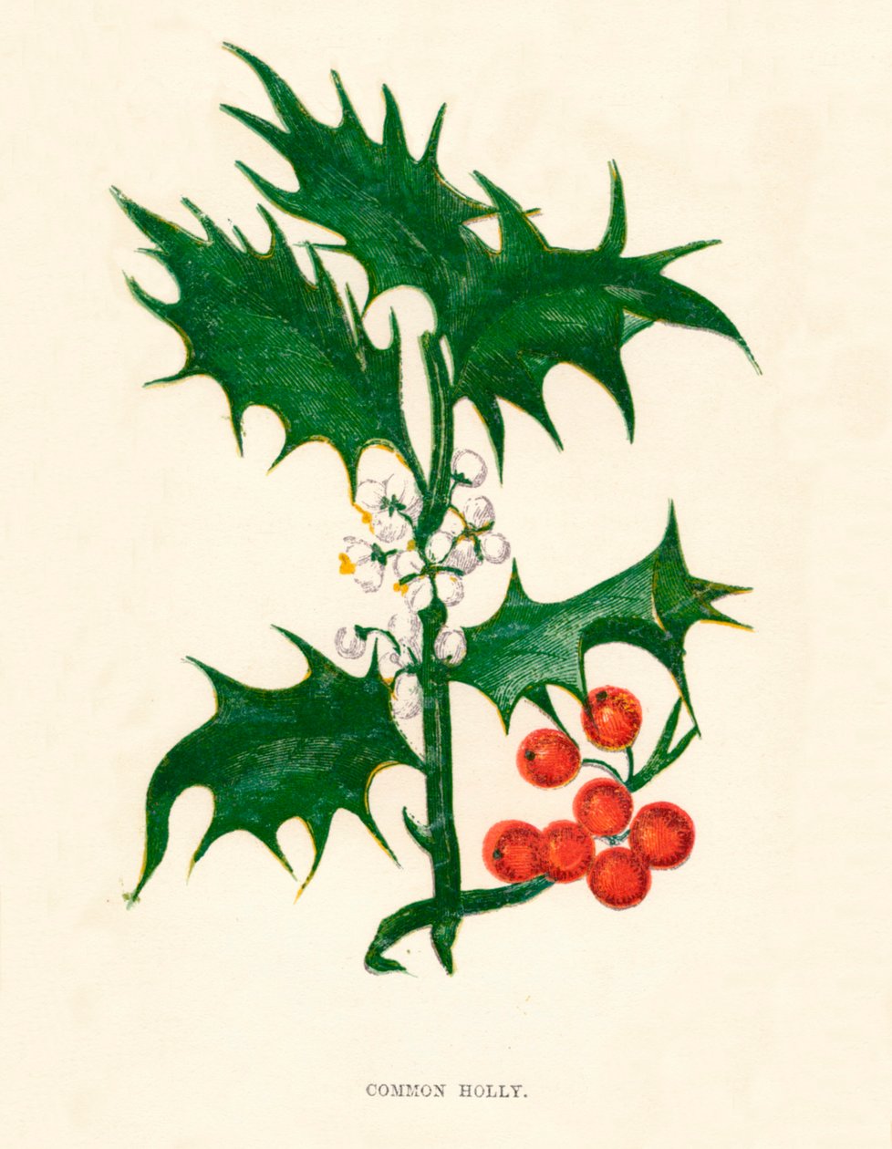 Azevinho comum, c1891, 1891 de Anne Pratt