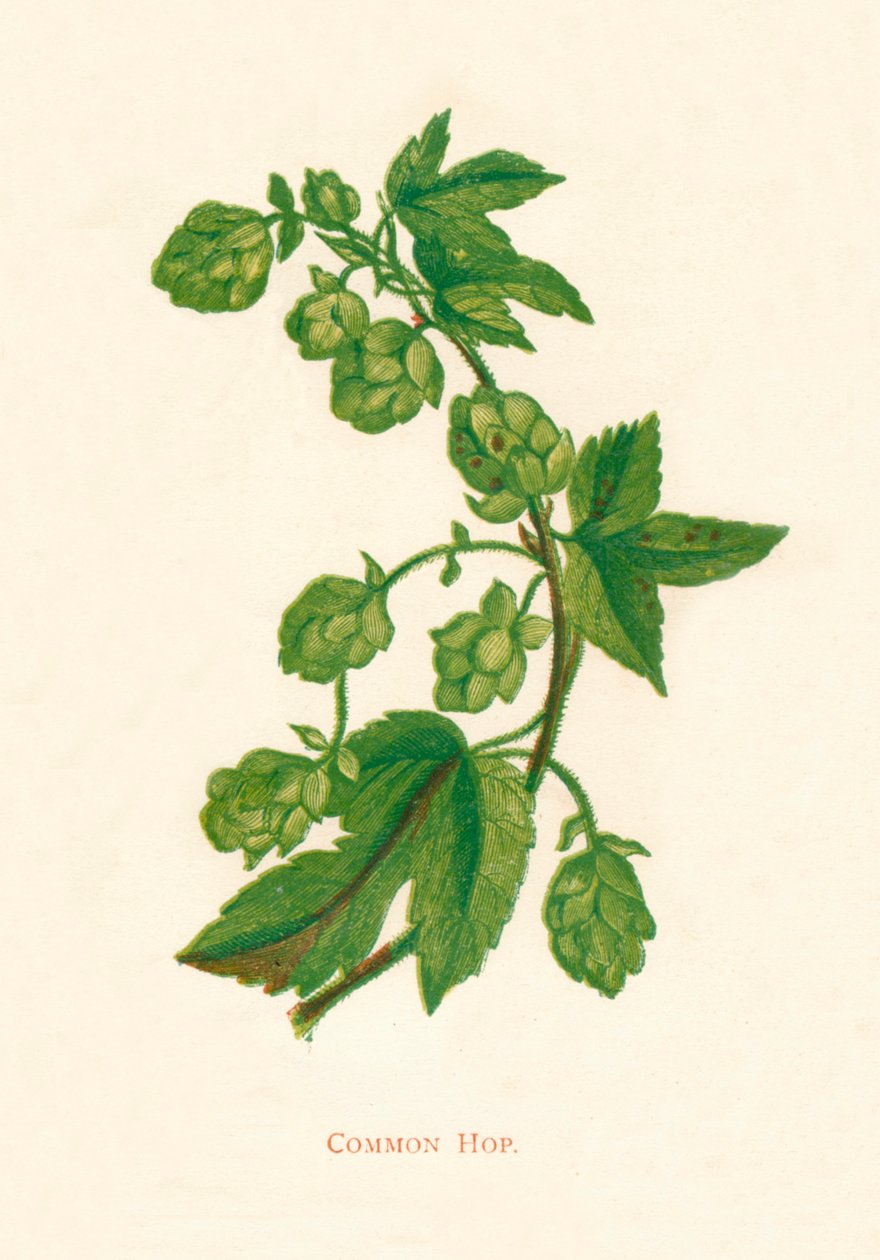 Lúpulo comum, c1891, 1891 de Anne Pratt
