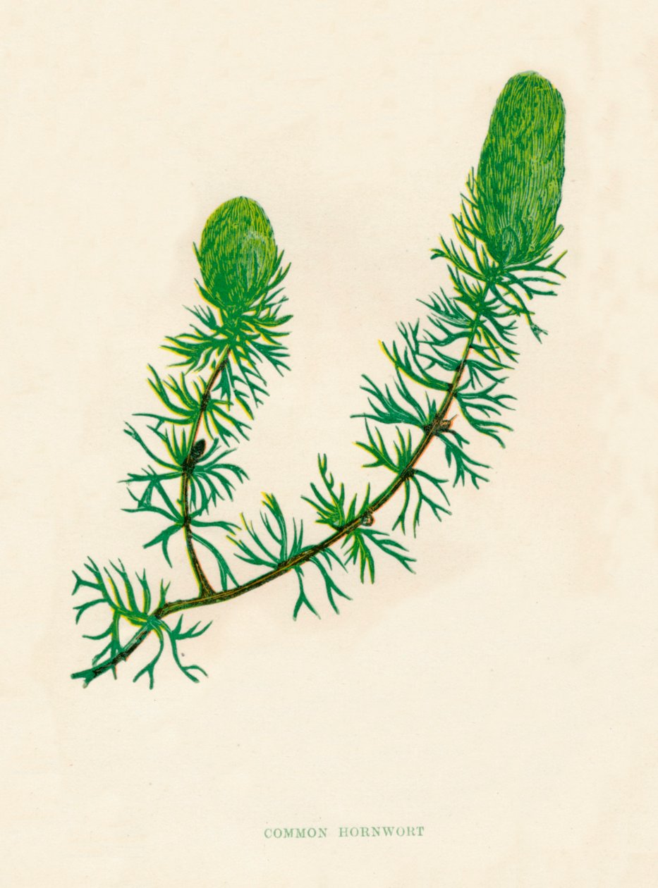 Hornwort comum, c1891, 1891 de Anne Pratt