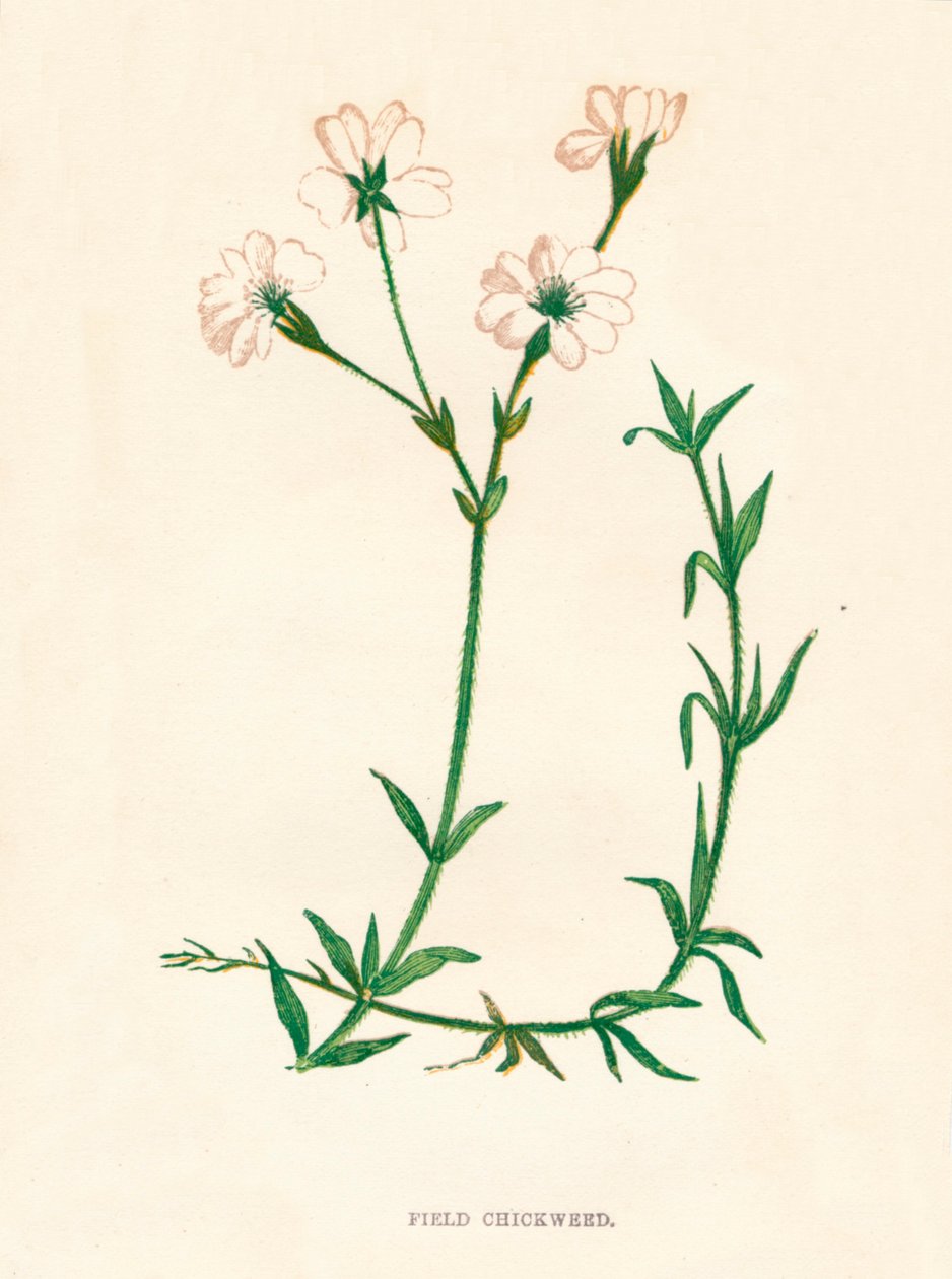 Chickweed de campo, c1891, 1891 de Anne Pratt