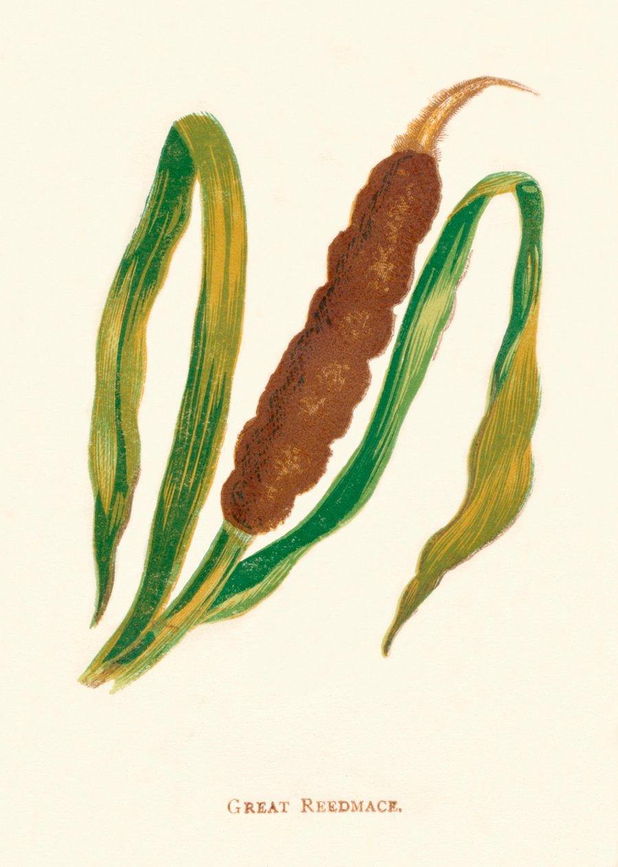 Grande Reedmace, c1891, 1891 de Anne Pratt