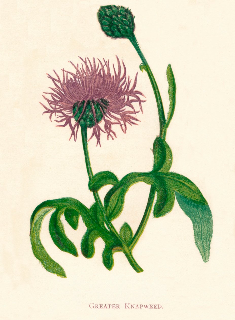 Maior Knapweed, c1891, 1891 de Anne Pratt