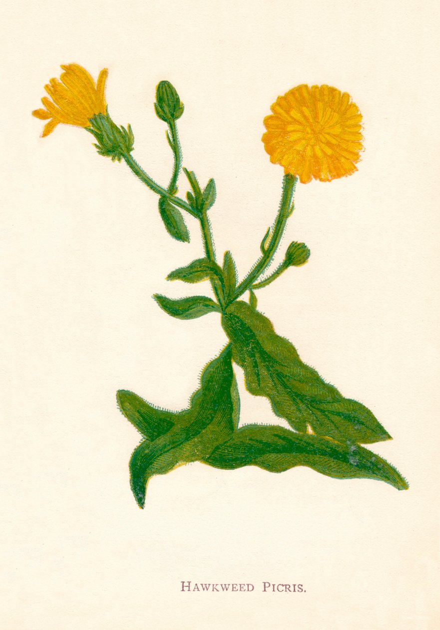 Picris, c1891, 1891 de Anne Pratt