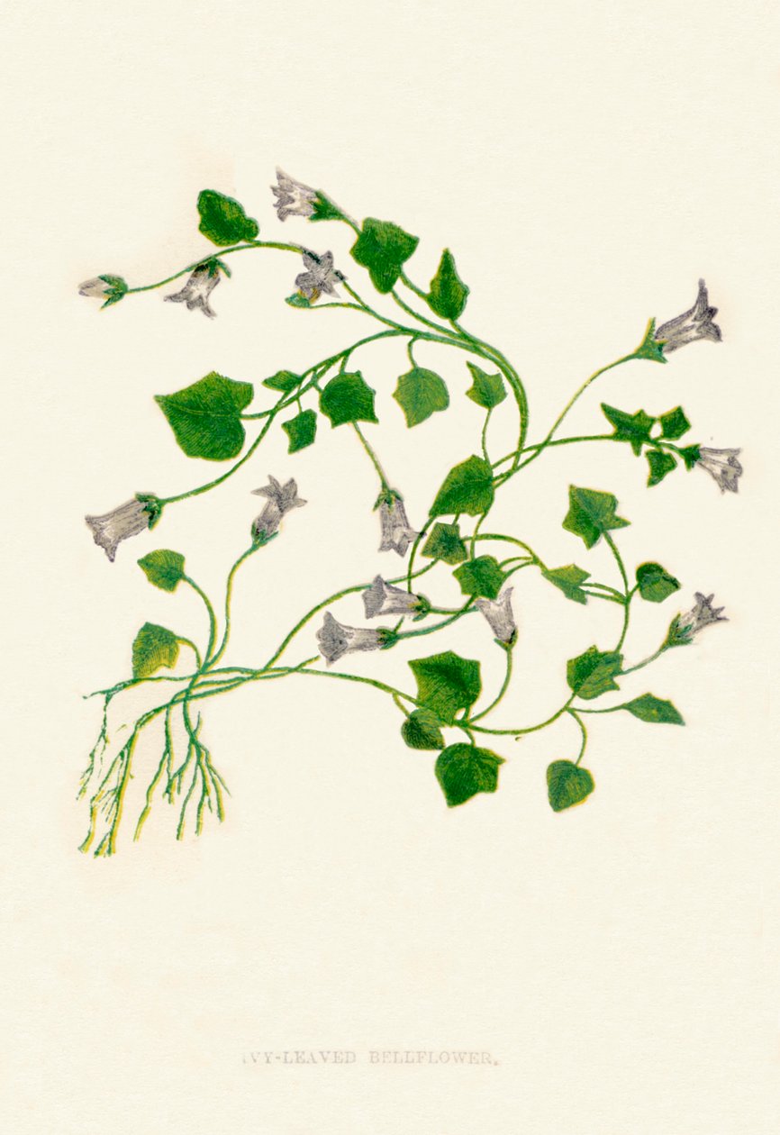 Bellflower com folhas de hera, c1891, 1891 de Anne Pratt