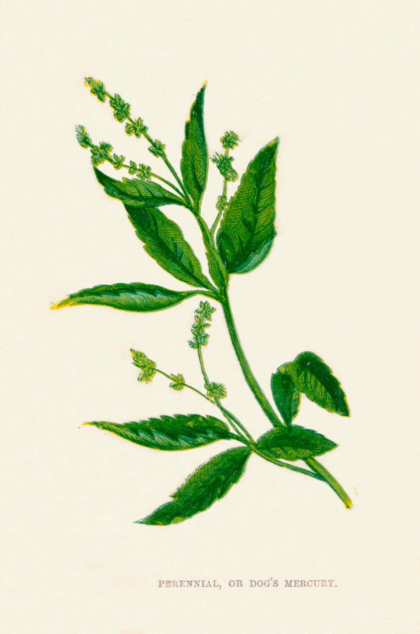 Perennial, ou Dogs Mercury, c1891, 1891 de Anne Pratt
