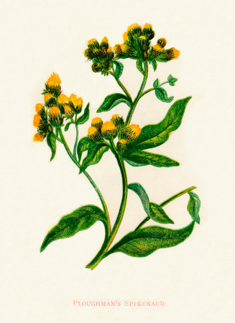 Ploughmans Spikenard, c1891, 1891 de Anne Pratt