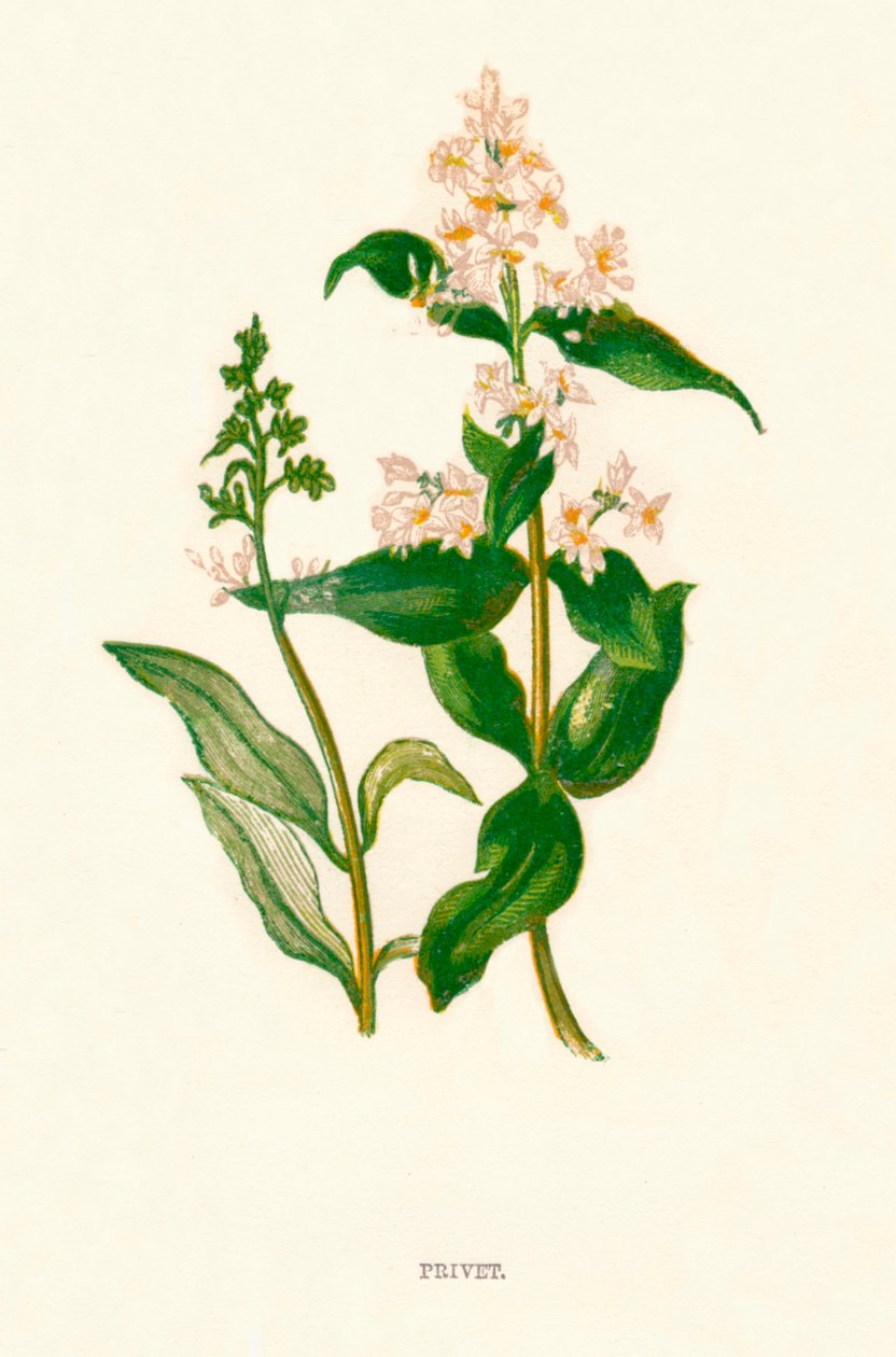 Privet, c1891, 1891 de Anne Pratt