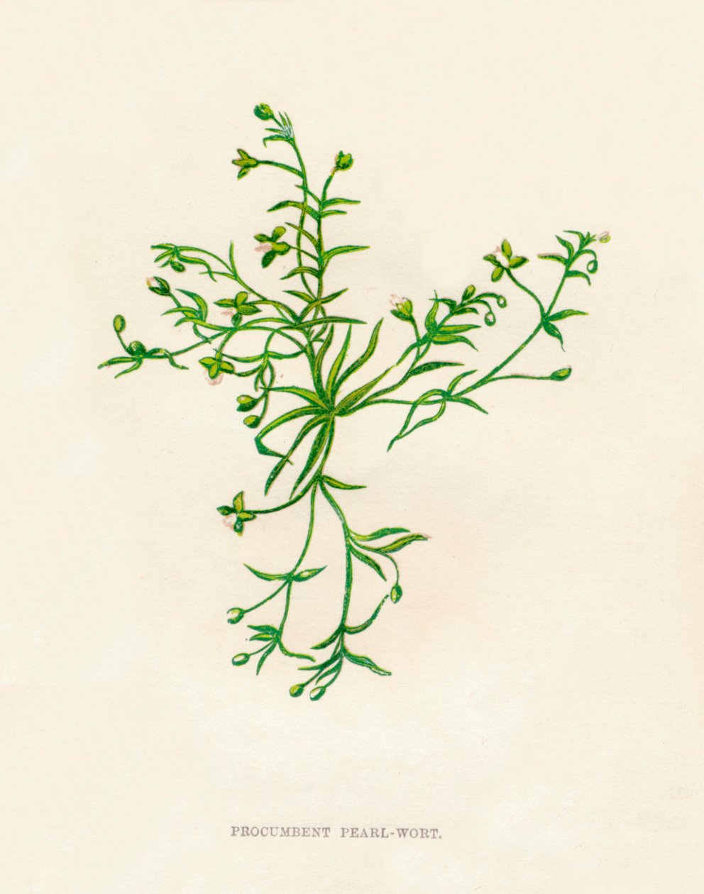 Procumbent Pearl-Wort, c1891, 1891 de Anne Pratt