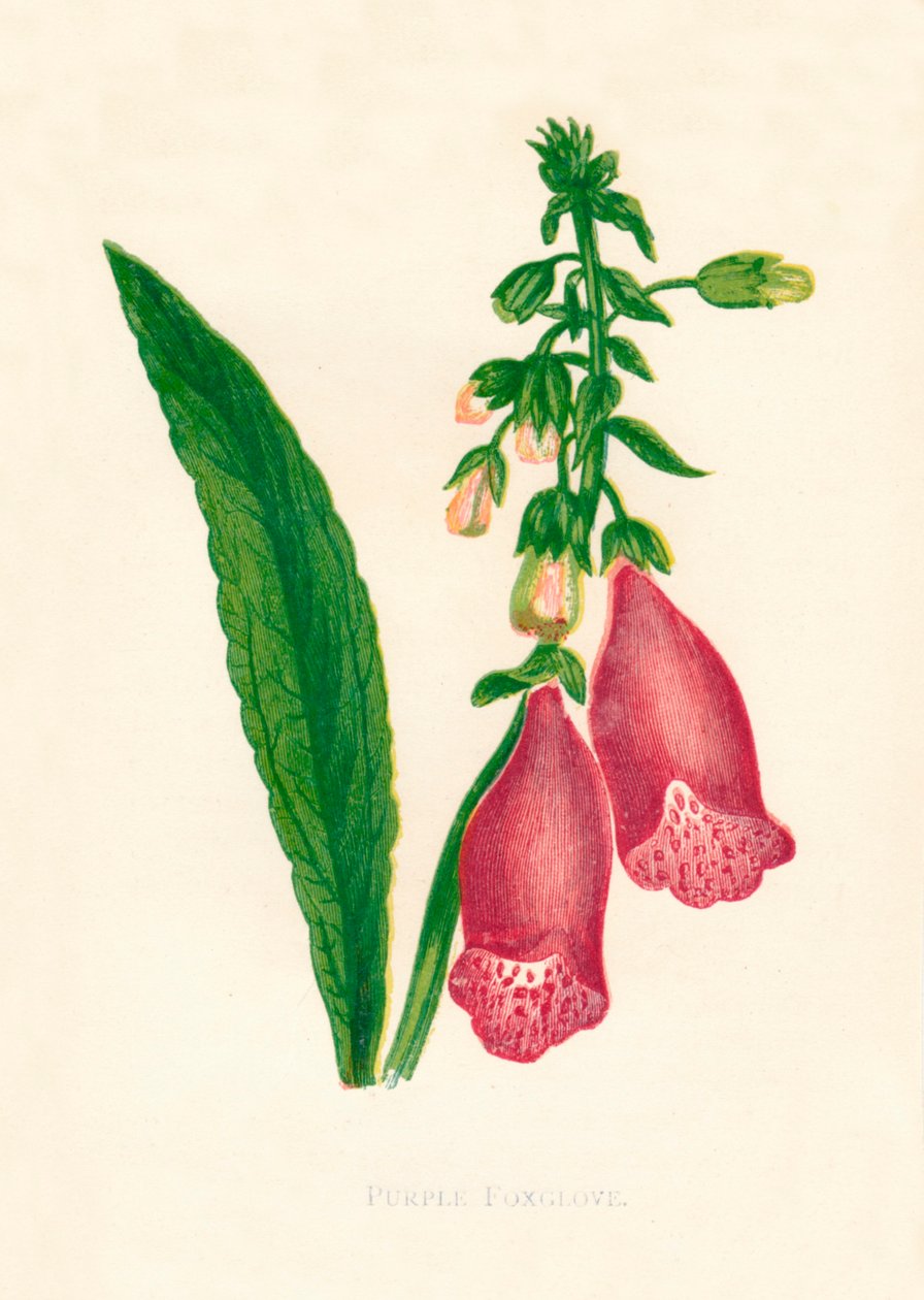 Foxglove roxo, c1891, 1891. de Anne Pratt