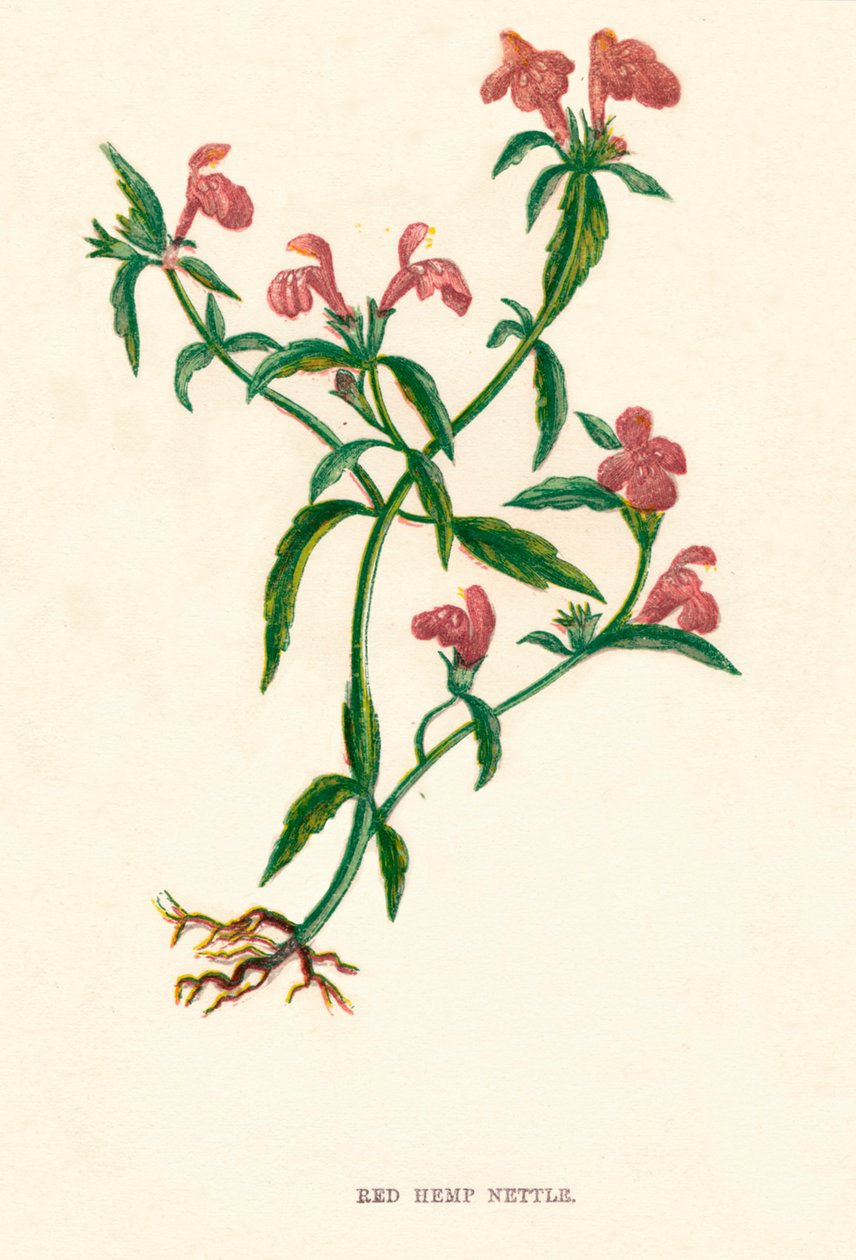 Urtiga de cânhamo vermelho, c1891, 1891 de Anne Pratt