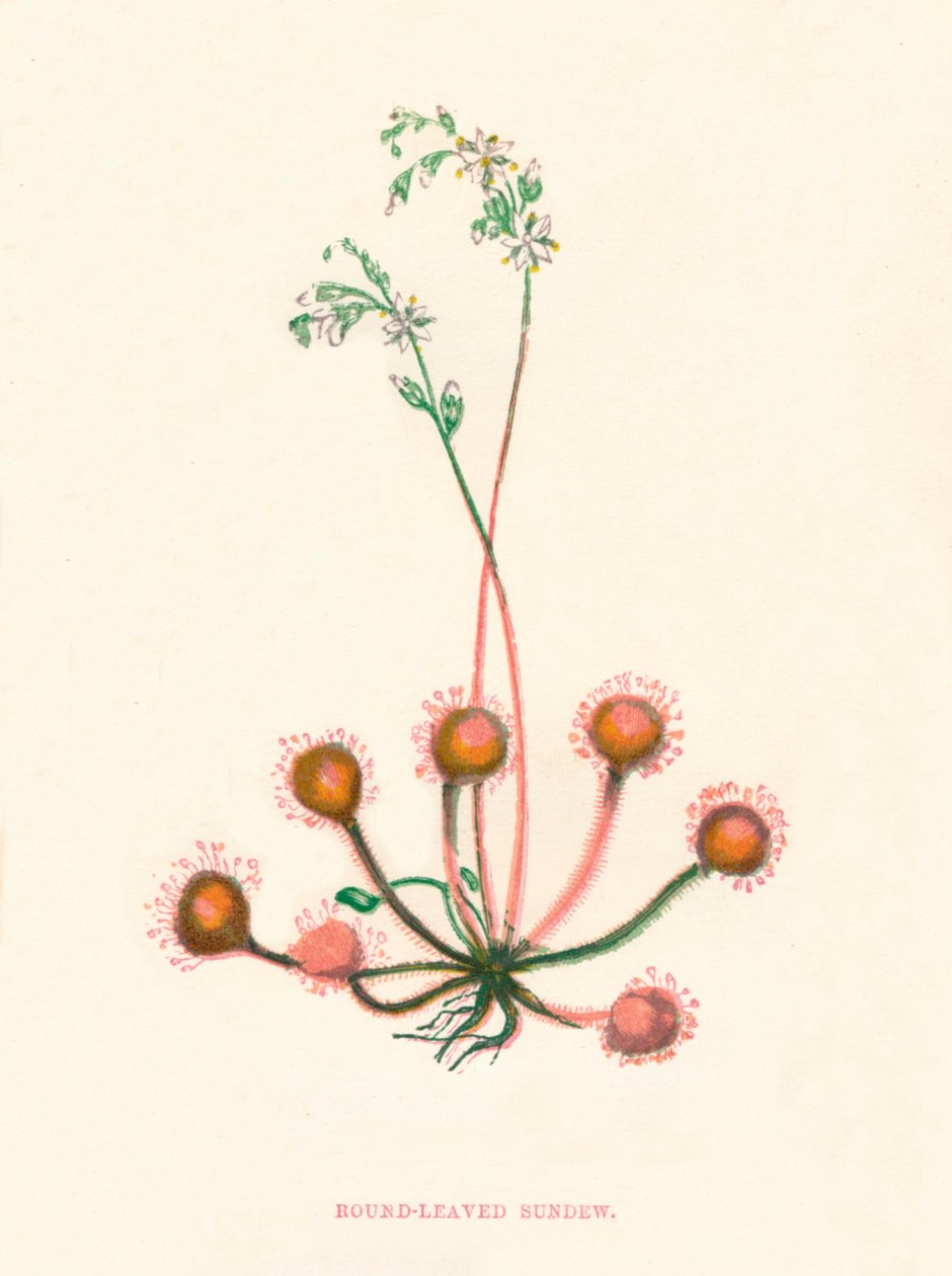 Sundew de folhas redondas, c1891, 1891 de Anne Pratt
