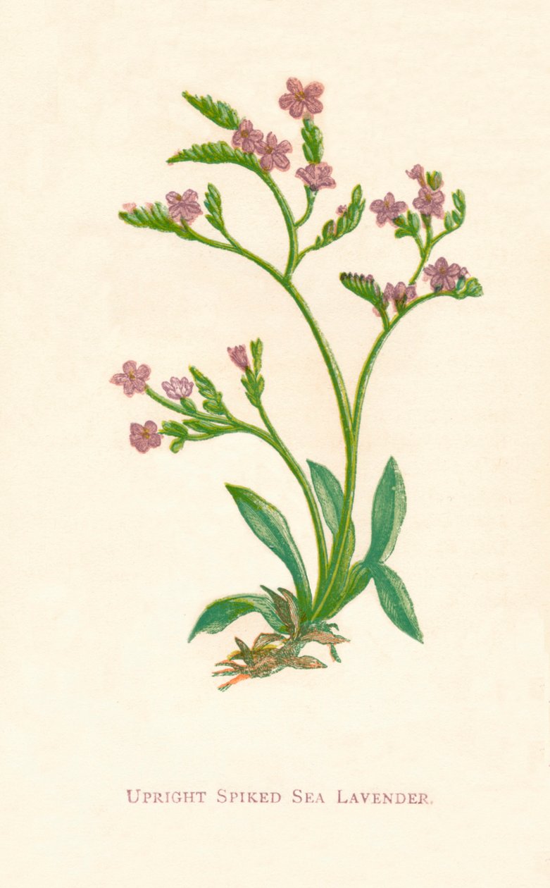 Lavanda vertical com cravos do mar, c1891, 1891 de Anne Pratt