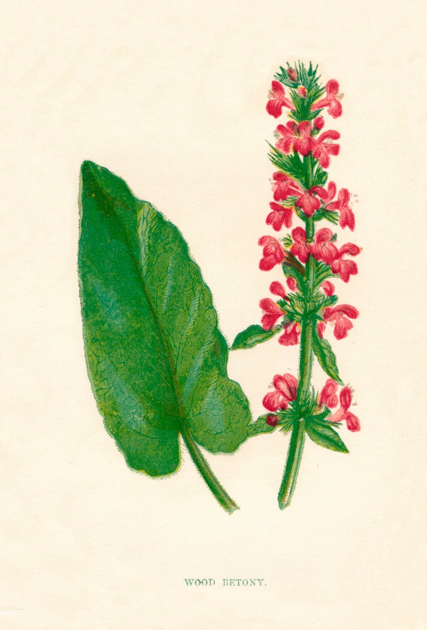 Betony de madeira, c1891, 1891 de Anne Pratt