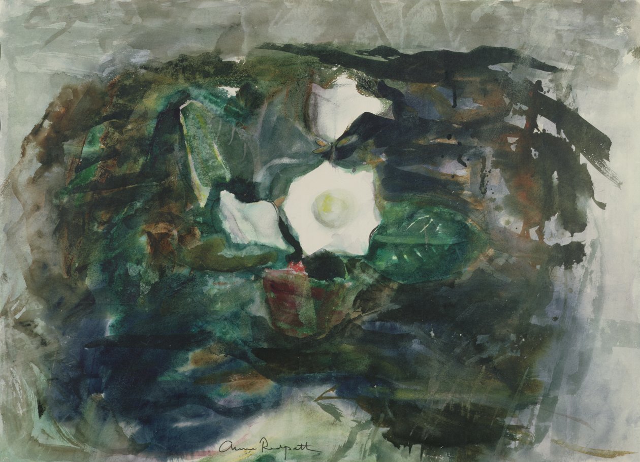 Gloxinia branca de Anne Redpath