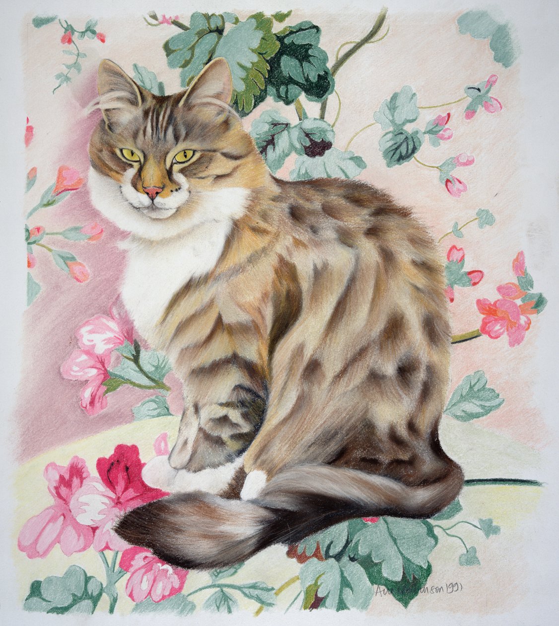 Tabby de longos cabelos de Anne Robinson