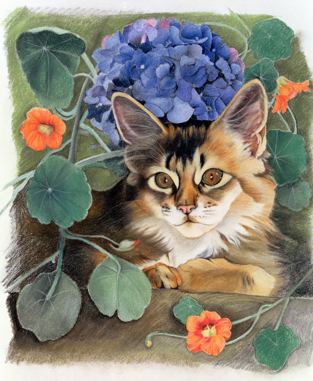 Sootsy com hortênsia de Anne Robinson