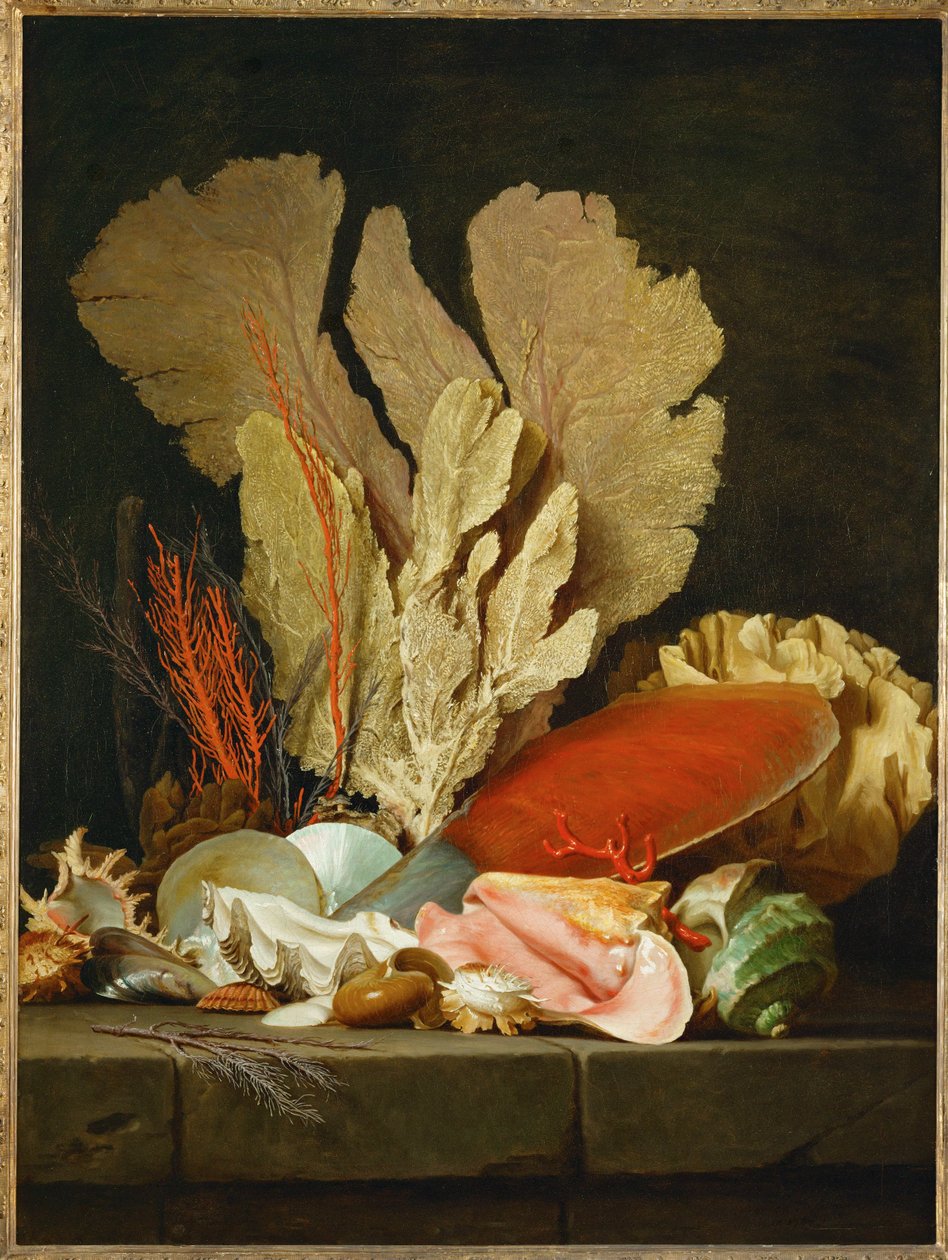 Panaches de mer, lithophytes et coquilles - Natureza-morta com conchas e corais ... de Anne Vallayer-Coster