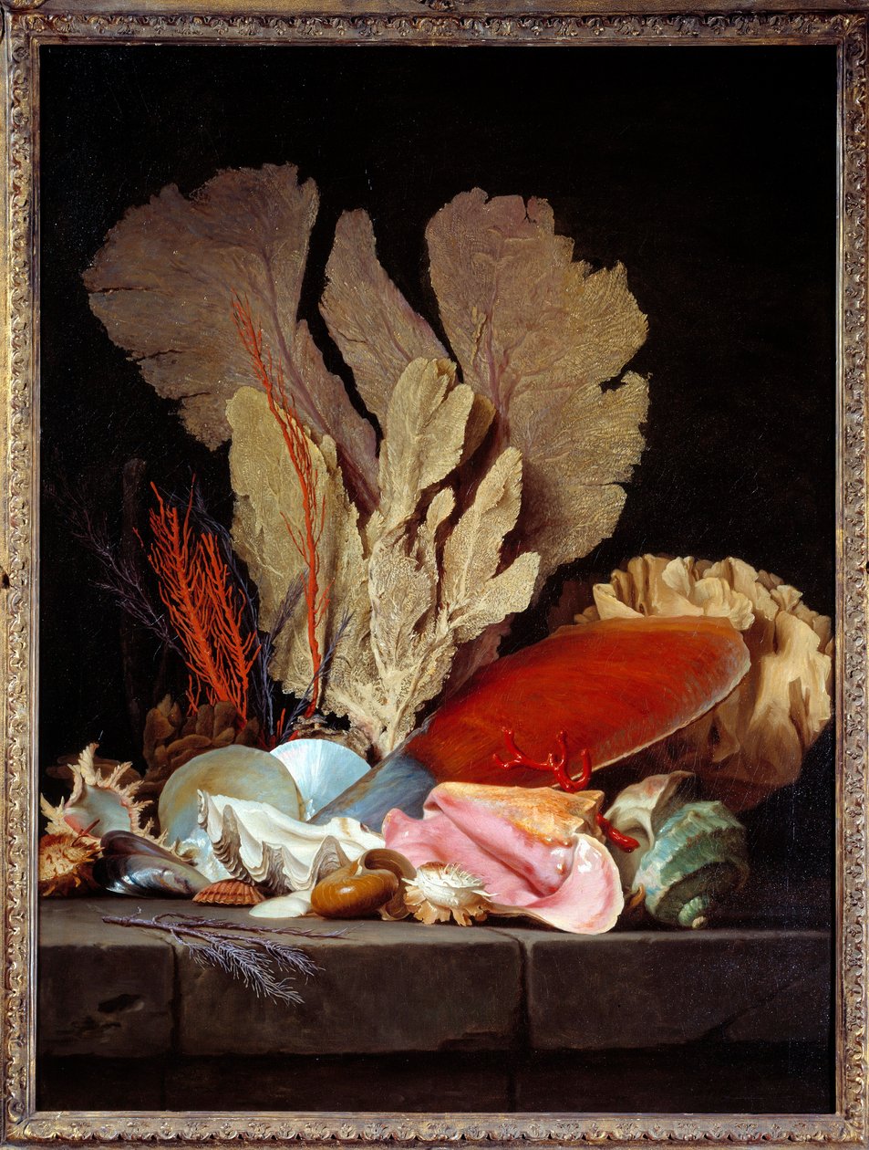 Panaches Marítimos Natureza Morta com Conchas. Pintura de Anne Vallayer Coster (1744-1818) 1769 Sol. 1,3x0,97 m de Anne Vallayer Coster