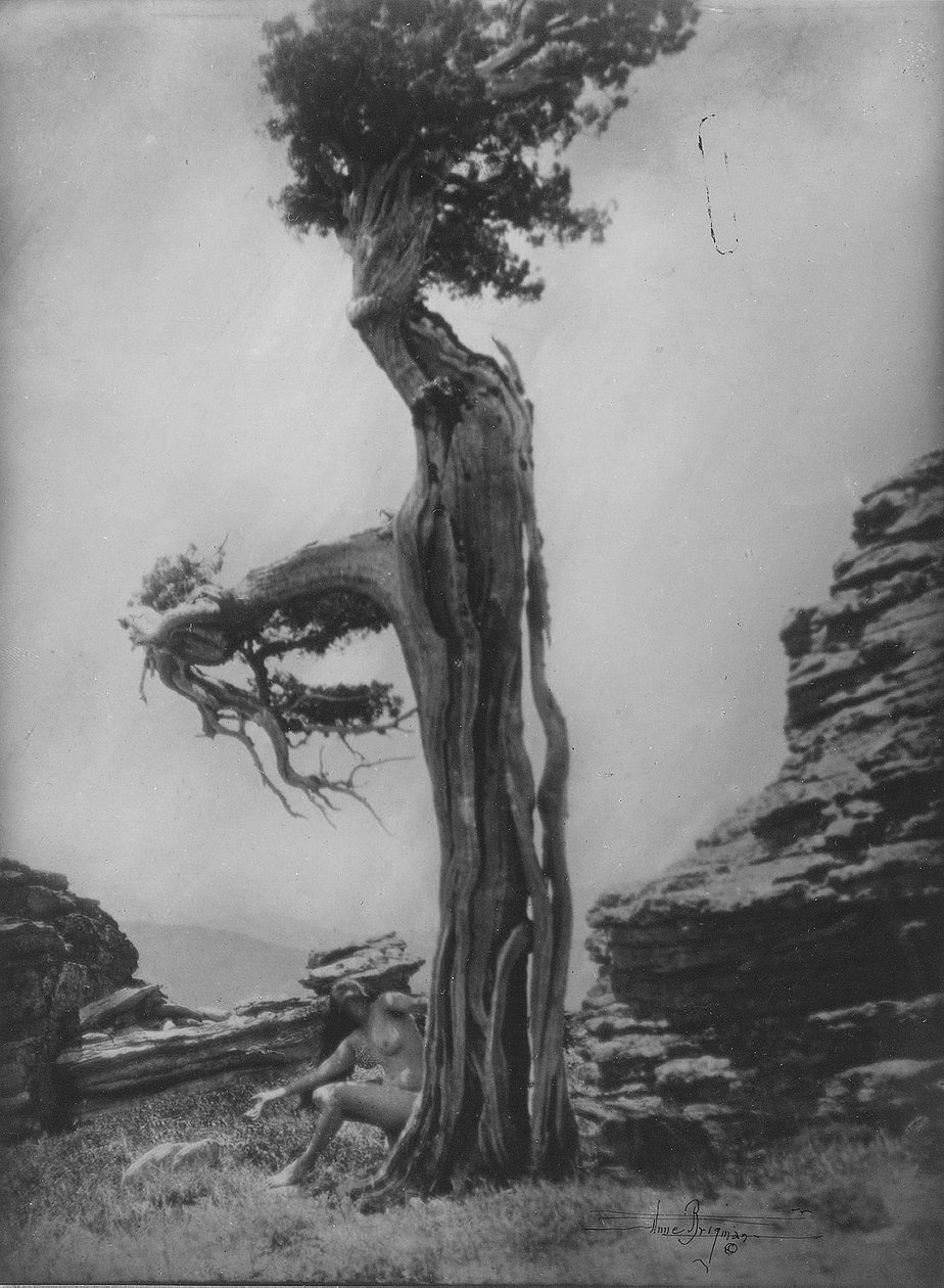 Sem título (Nú na base de um cedro) de Anne W. Brigman