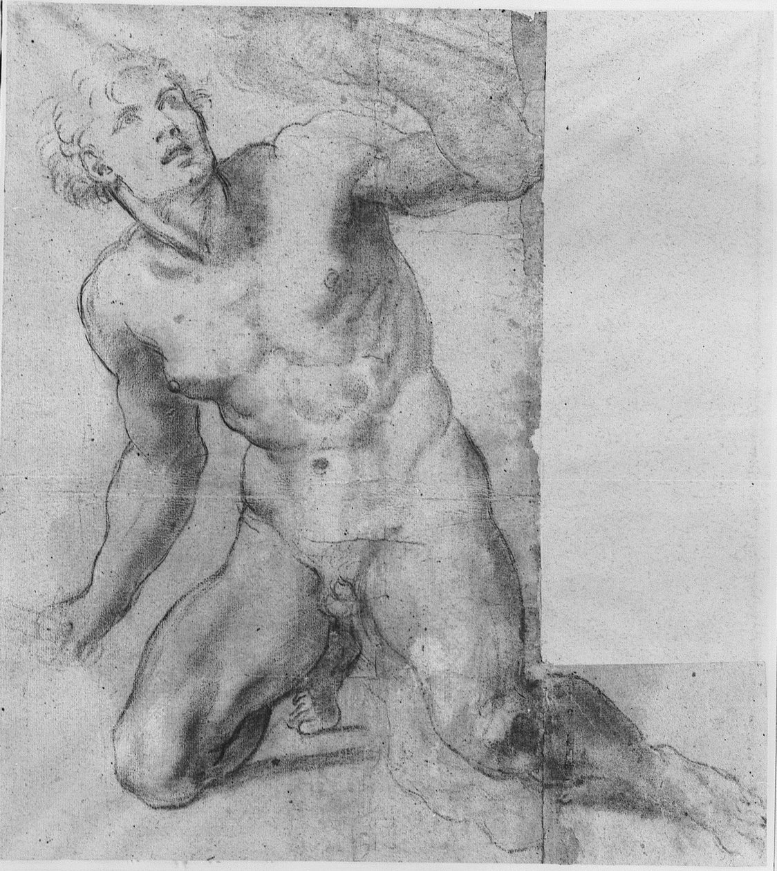 Estudo para Phineas - Galeria Farnese de Annibale Carracci