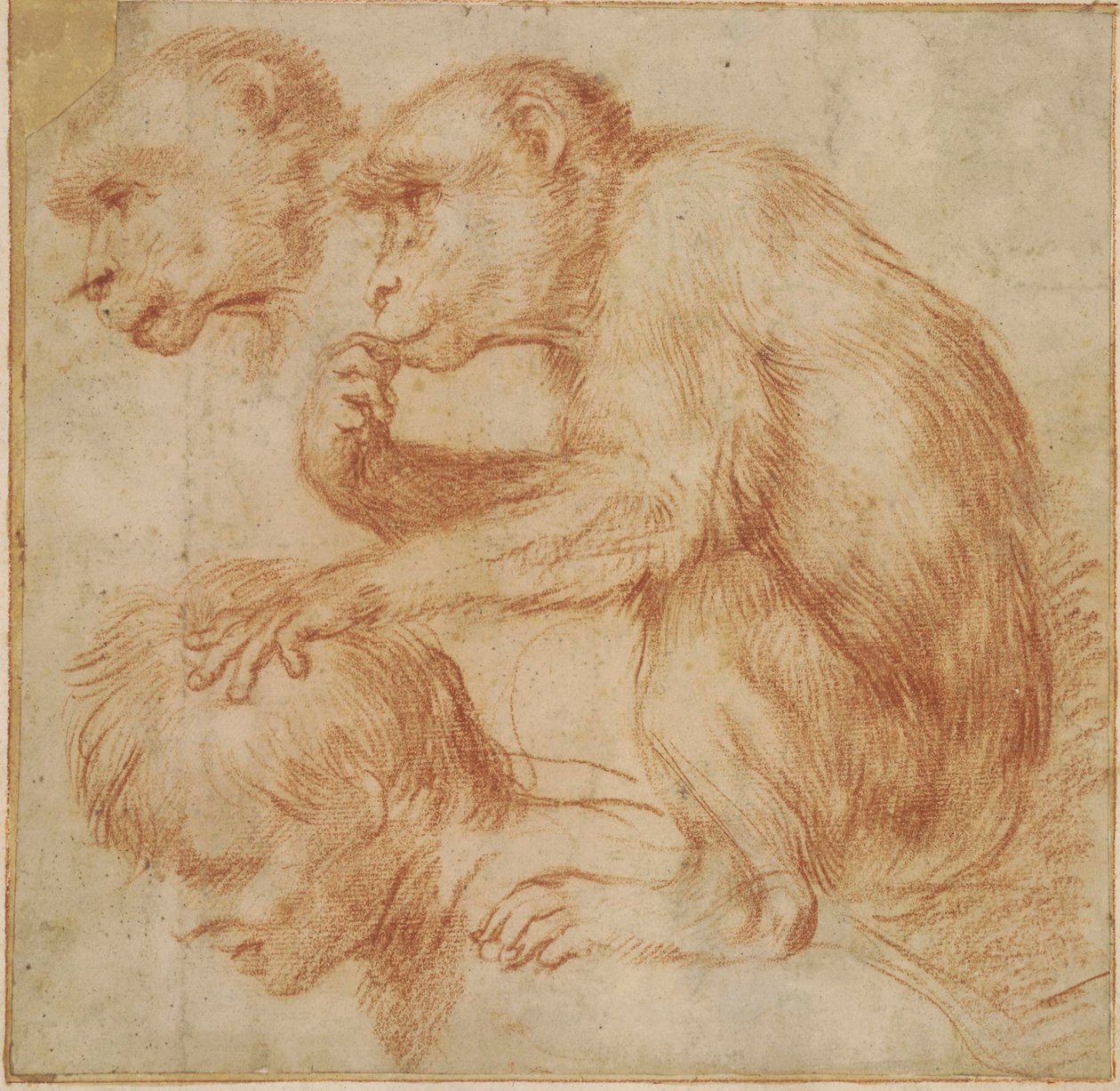 Carracci - Um macaco nos ombros de um homem de perfil à esquerda e um estudo do seu rosto, estudo para uma pintura Giz vermelho, Ff,2.115 de Annibale Carracci