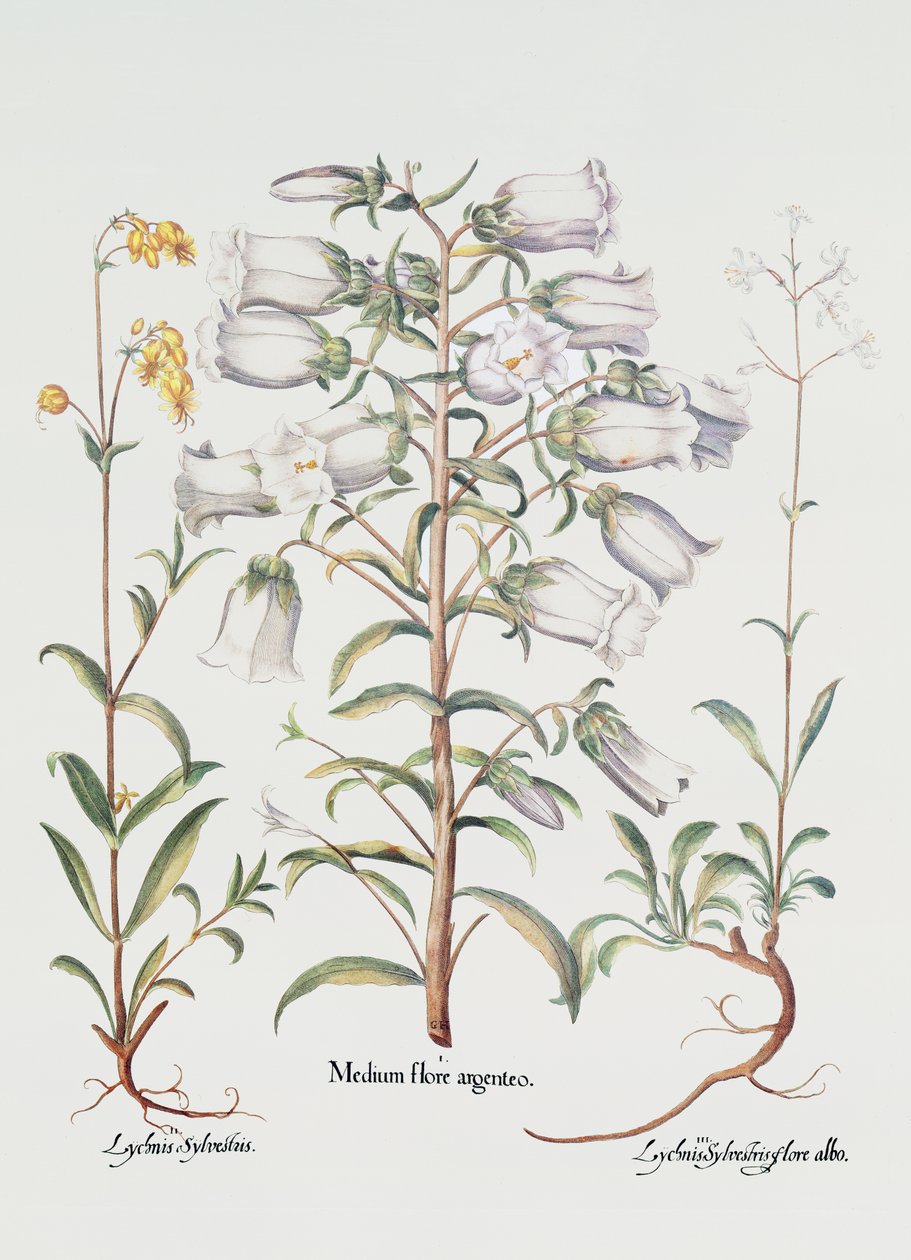 Canterbury Bell, alemão, século XVIII (gravura colorida à mão) de Unbekannt Unbekannt
