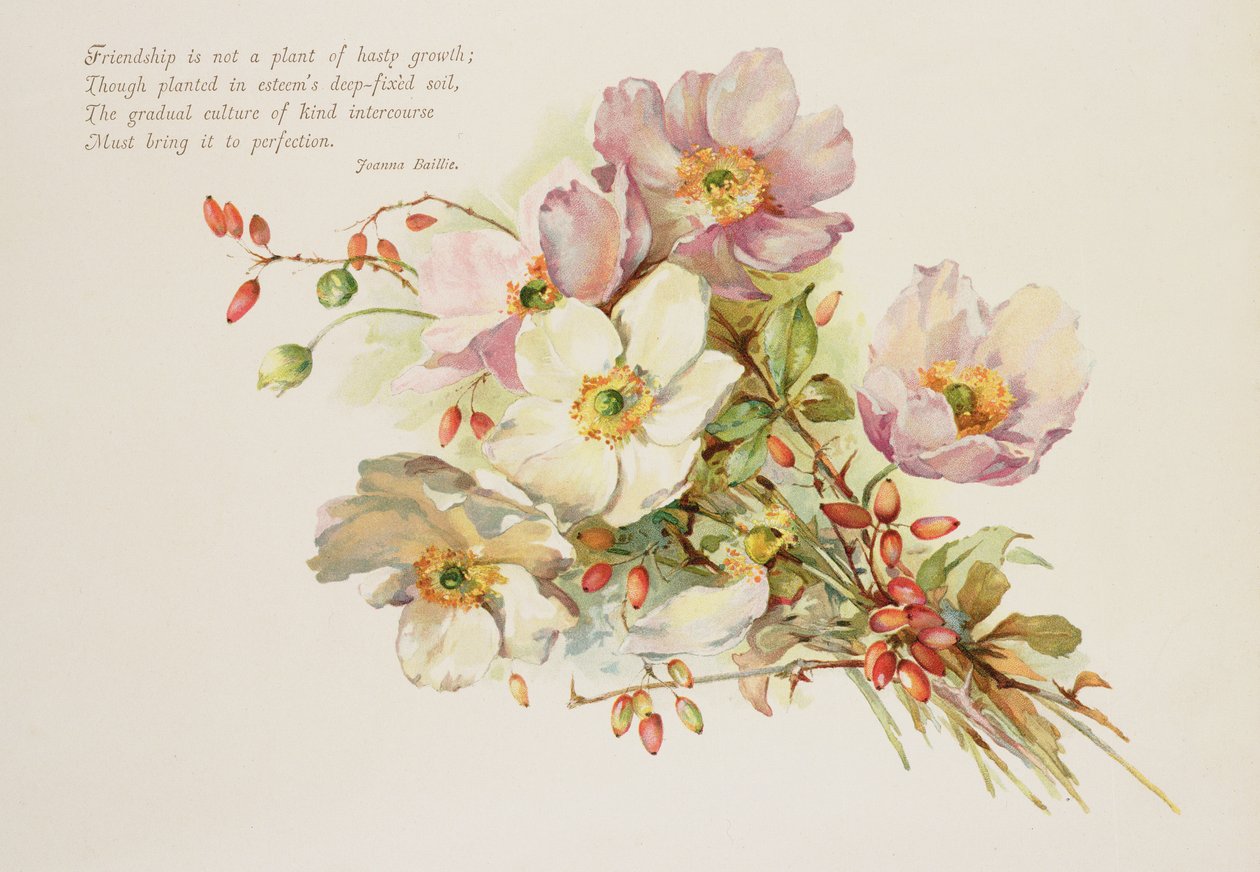 Amizade, vitoriana, ilustração de livro de flores de Unbekannt Unbekannt