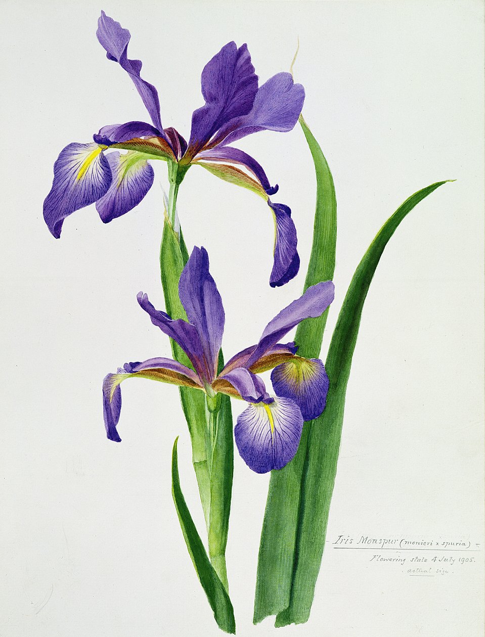Iris monspur (aquarela) de Unbekannt Unbekannt