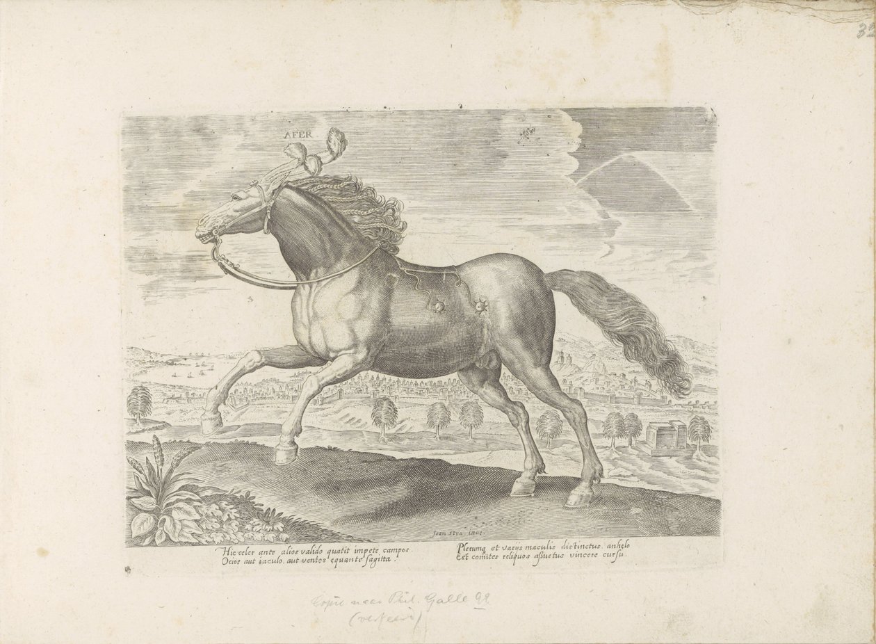 paço árabe Traga (título no objeto) Paardenrassen uit de Koninklijke stallen van Don Juan van Oostenrijk (título da série) O cavalo, no qual todos os tipos de nobres: o comportamento de cavalos distintos de várias partes do mundo selecionado (...) (título  de Anonymous