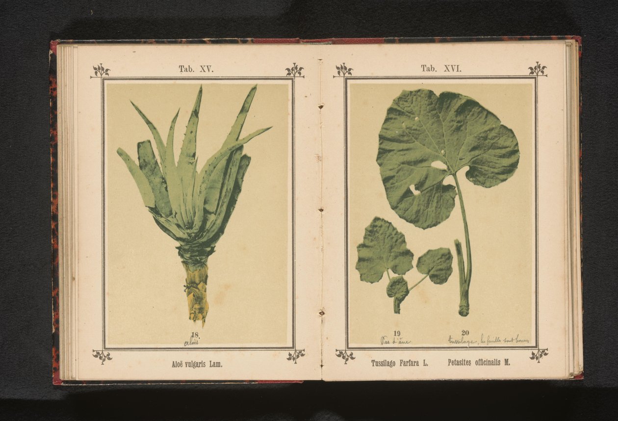 Folha de um pé de polpa pequeno e uma folha de um pé de polpa grande
Tussilago farfara L. Petasites officinalis M. (título sobre o objecto) de Anonymous