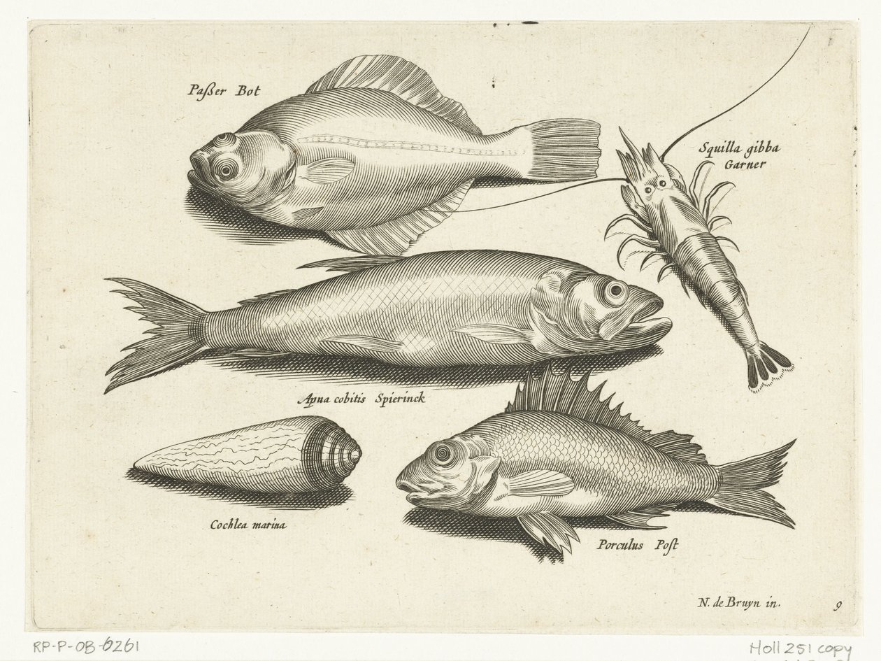 Linguado, camarão, cheirado e pos Libelivs diversos Genera piscium complectens (título da série) Peixes de água doce, peixes marinhos, sapos, crustáceos e criaturas marinhas (título da série) de Anonymous