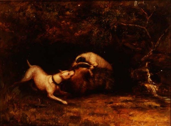 Cães Baiting um texugo, c.1870 de Anonymous