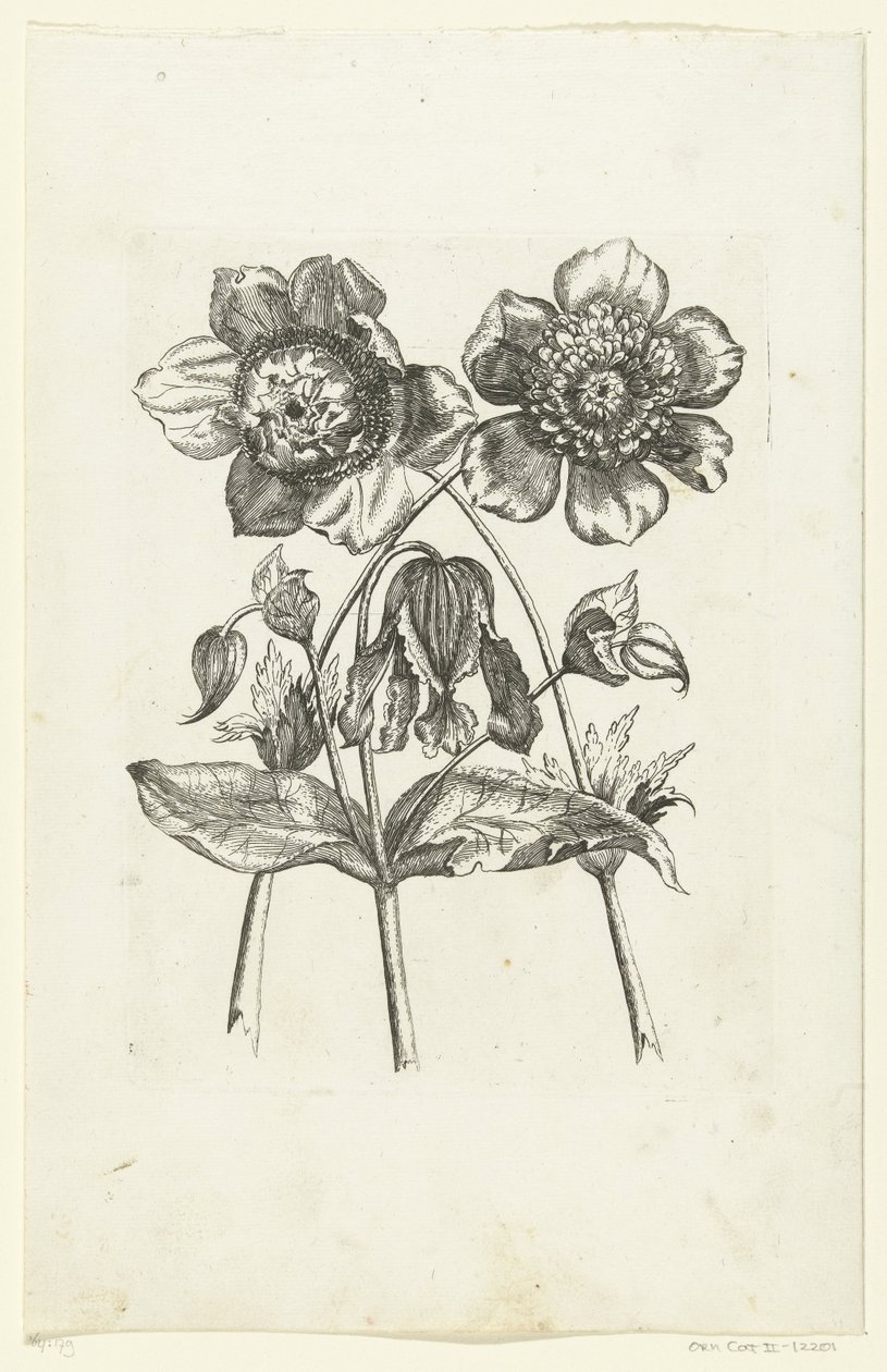 Três flores
Novae Florum Icones (título da série) de Anonymous