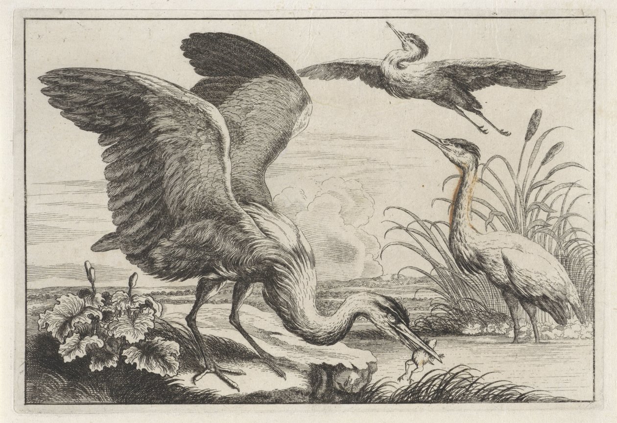 Três garças
Diversae avium species (título da série)
Várias aves (título da série) de Anonymous