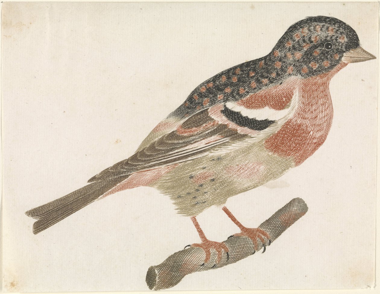 Um macho manter (Fringilla montifringilla) em um galho à direita de Anonymous