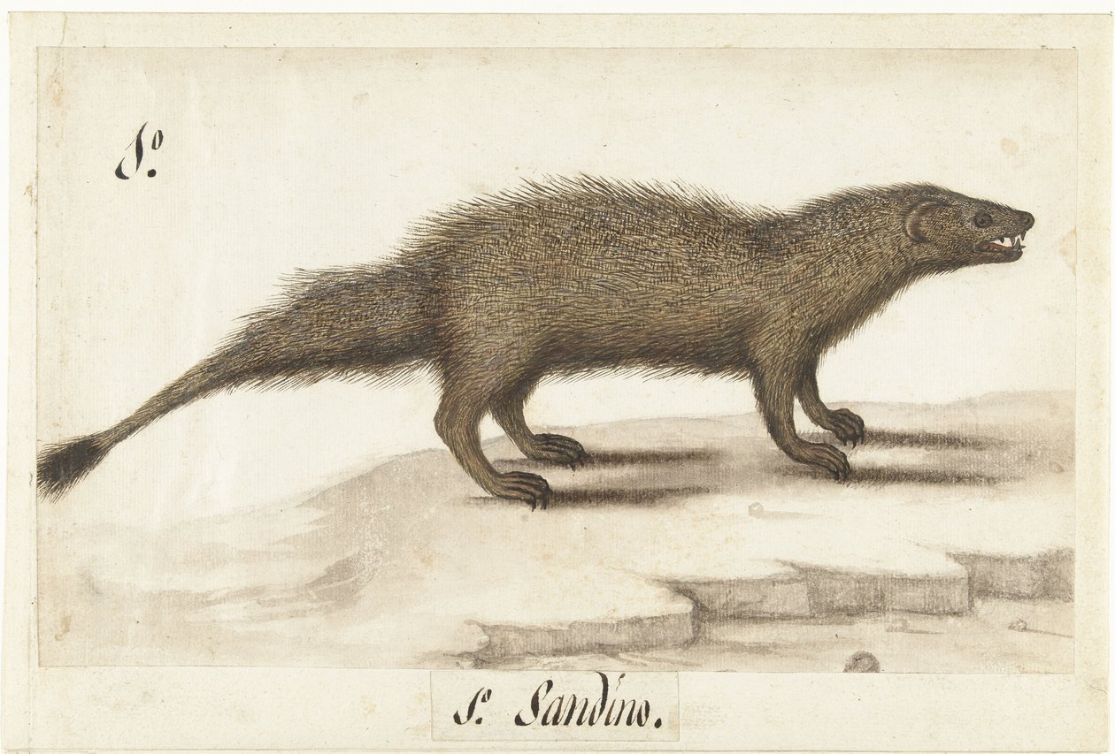 Icneumon egípcio
Herpestes ichneumon / Sandino / Egyptian Mongoose (título sobre o objecto)
Álbum Lombard (título da série) de Anonymous