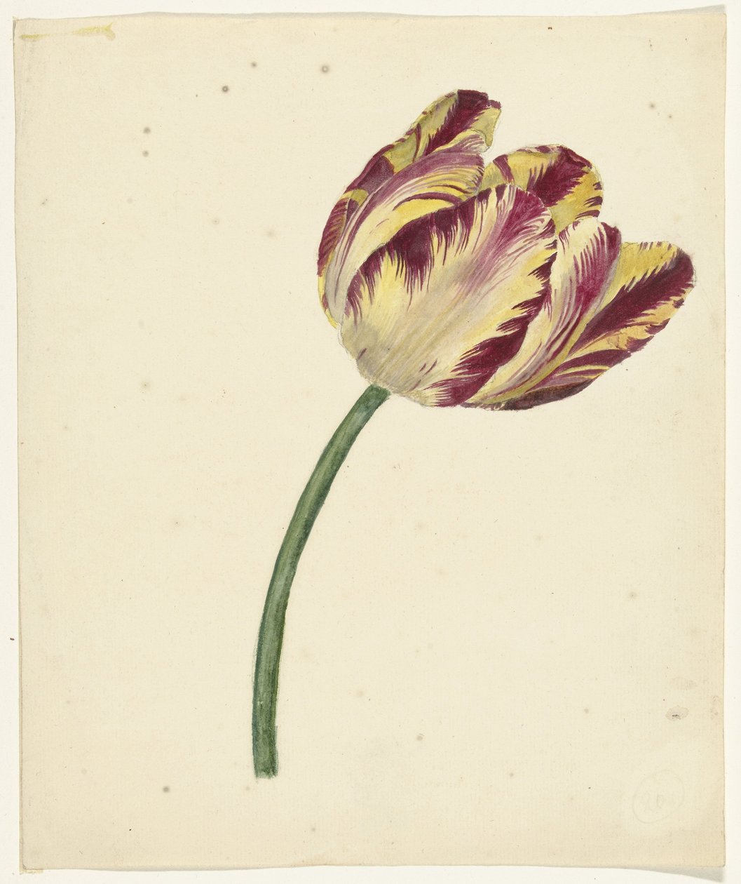 Tulipa vermelho-amarelada de Anonymous