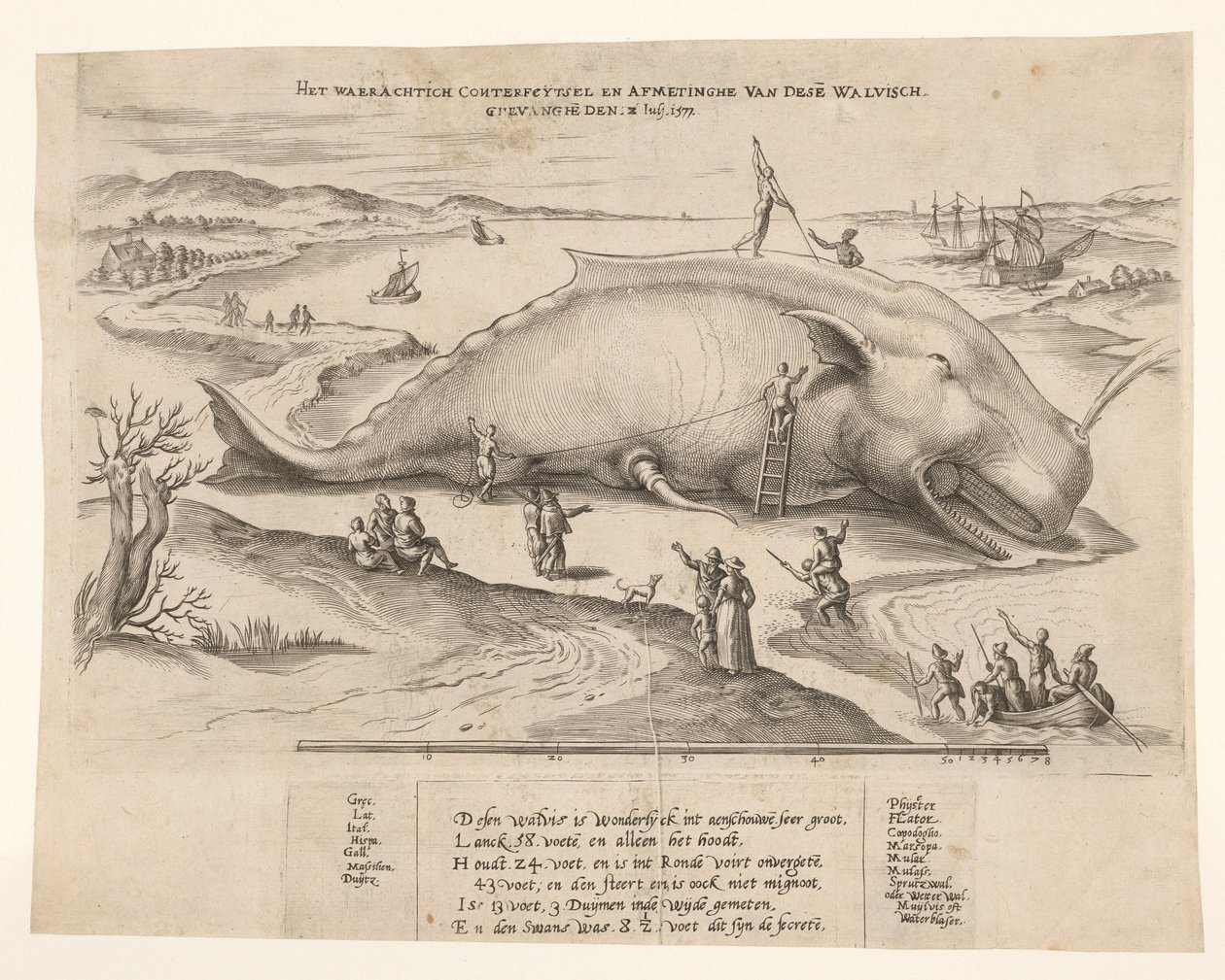 Baleia encalhada perto de Antuérpia, 1577 O waerachtich conterfeytsel e tamanho desta [n] baleia, ghevanghe[n] den 2 de julho de 1577 (título no objeto) de Anonymous