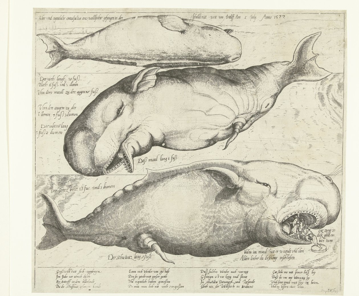 Baleia encalhada em Antuérpia, 1577
Ware ung eigentliche contrafactur eines walfischen gefangen in der scheldt nitt weit von Antorff Am 2 Julij. Anno 1577 (título sobre o objecto) de Anonymous