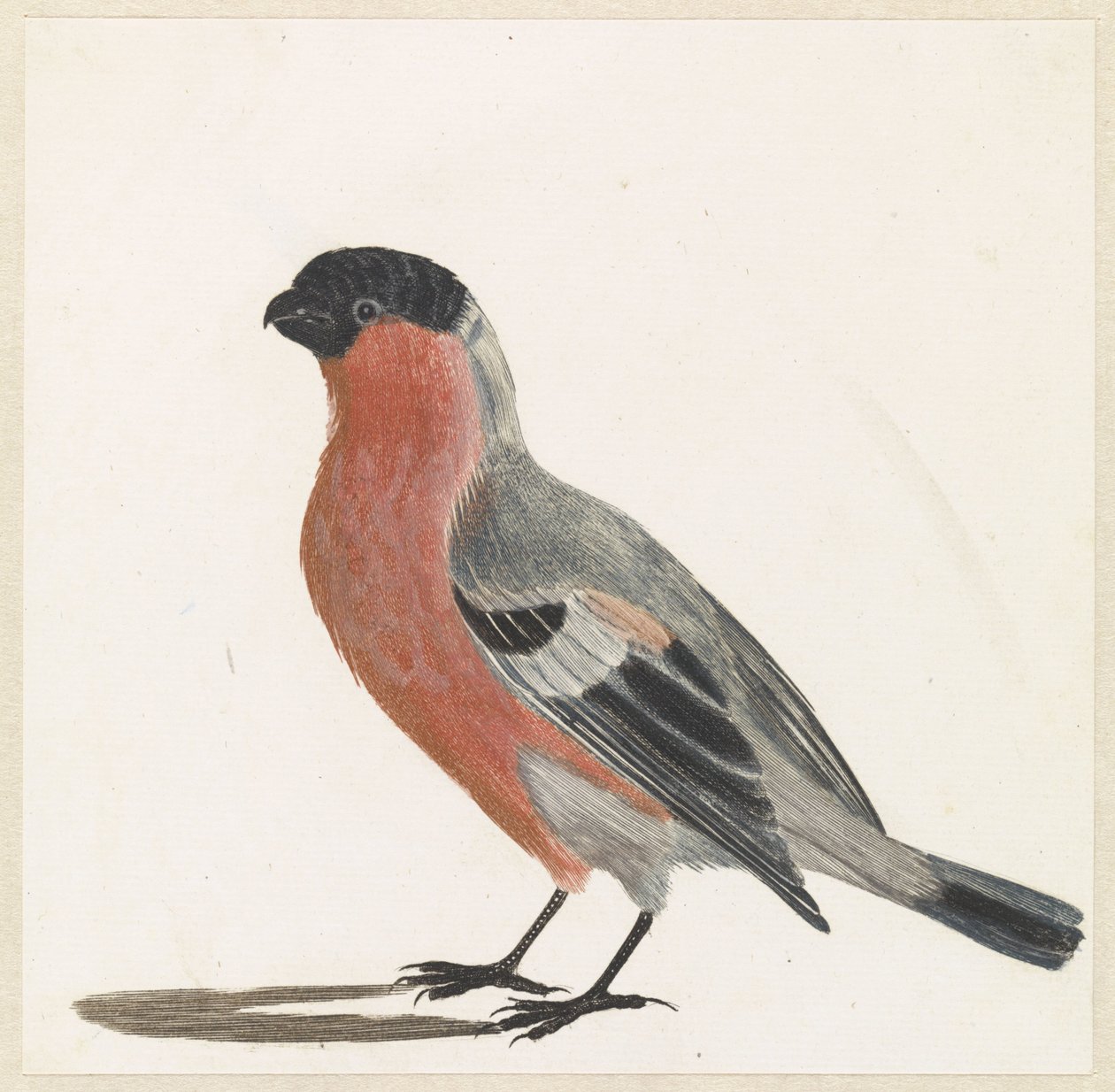 Goldfinch de Anonymous