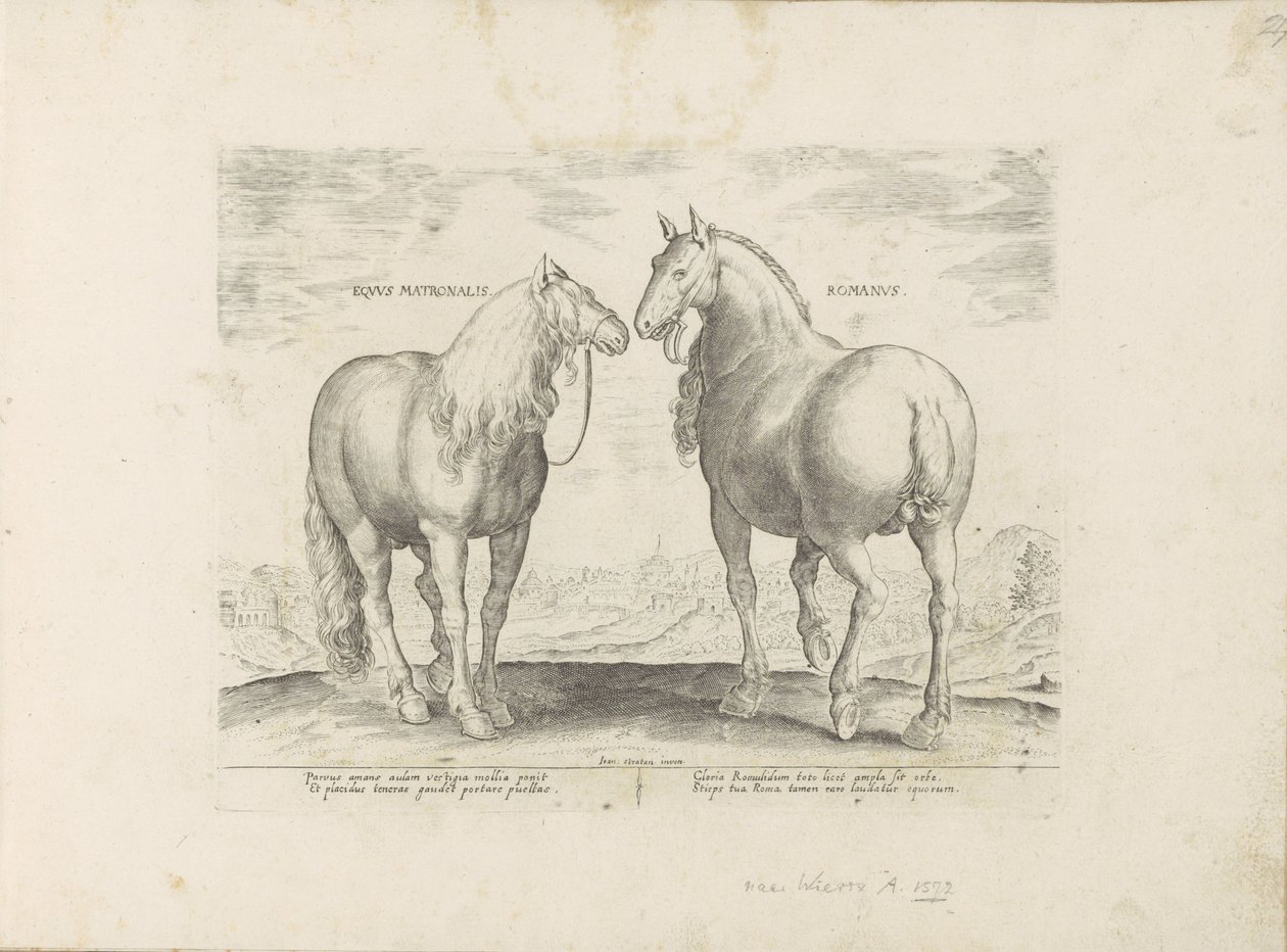 Garanhão e égua de Roma
Equus Matronalis Romanus (título sobre o objecto)
Raças de cavalos dos estábulos reais de Don Juan da Áustria (título da série)
Equile, in quo omnis generis generosissi: morum equorum ex varijs orbis partibus insignis delectus ( de Anonymous