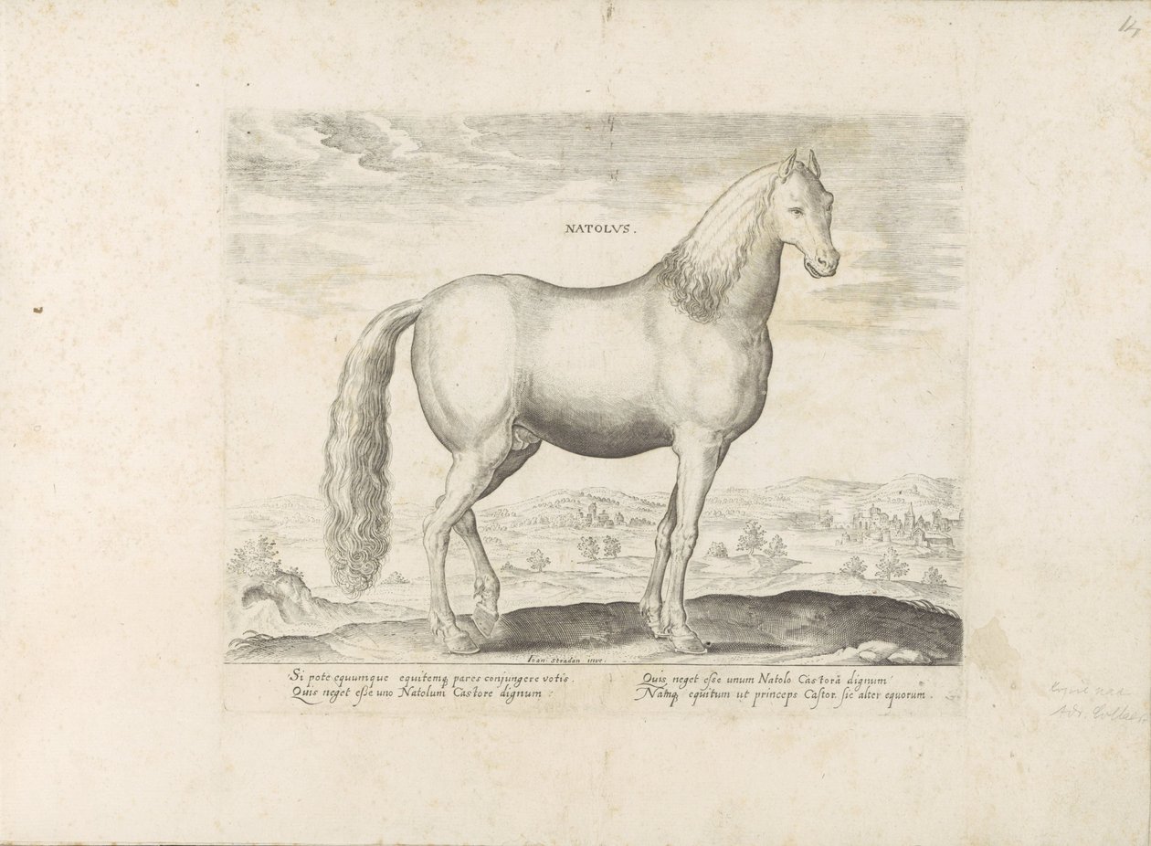 Garanhão da Anatólia
Natolus (título sobre o objecto)
Raças de cavalos dos estábulos reais de Don Juan da Áustria (título da série)
Equile, in quo omnis generis generosissi: morum equorum ex varijs orbis partibus insignis delectus (...) (título da série de Anonymous