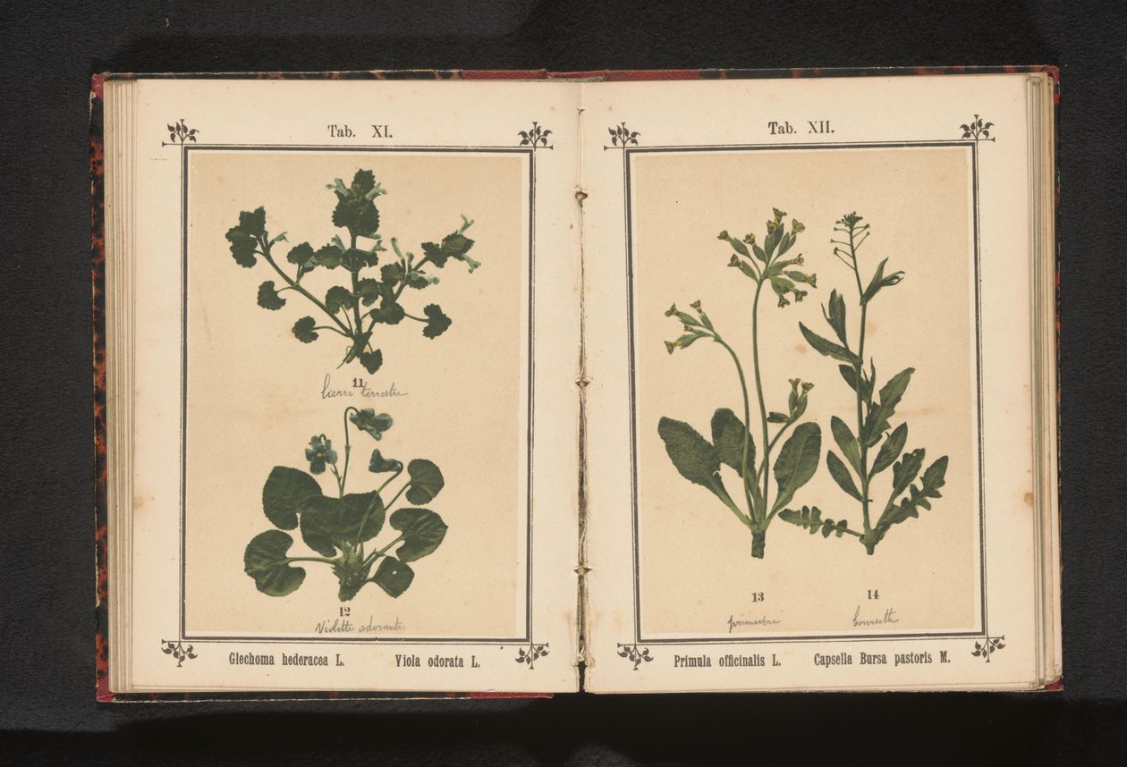Trote de cão e uma violeta de março Glechoma hederacea L. Viola odorata L. (título no objeto) de Anonymous