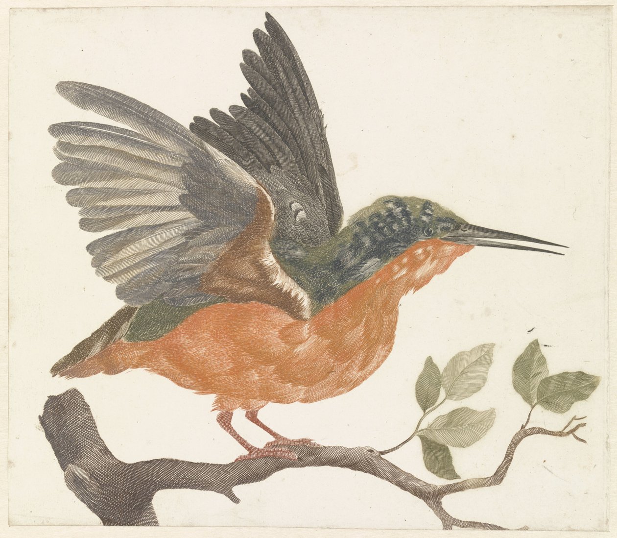 Kingfisher em ramo de árvore de Anonymous