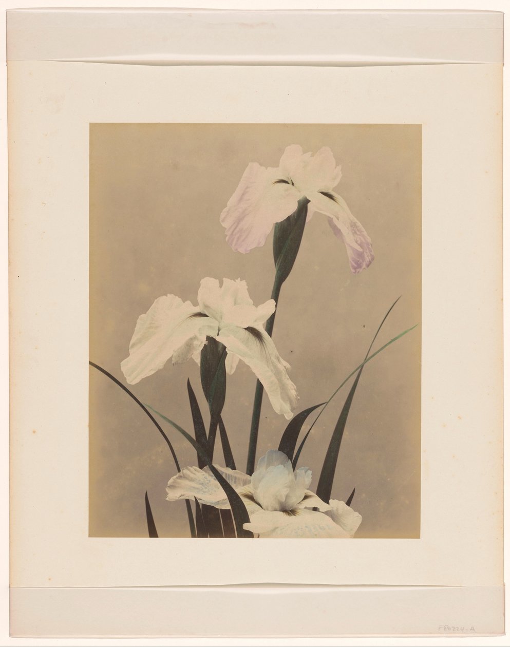Irises de Anonymous