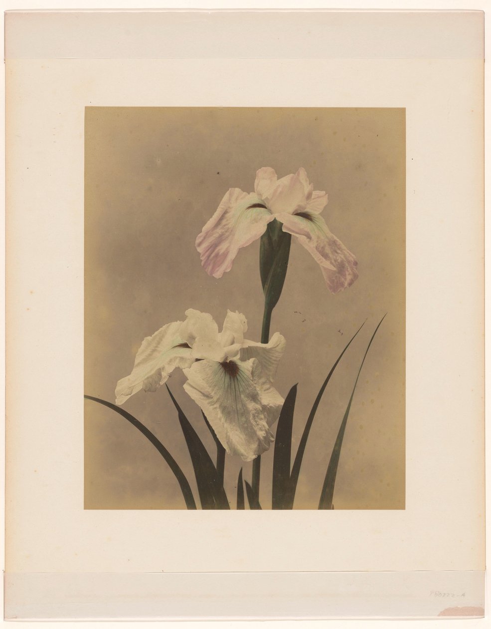 Irises de Anonymous