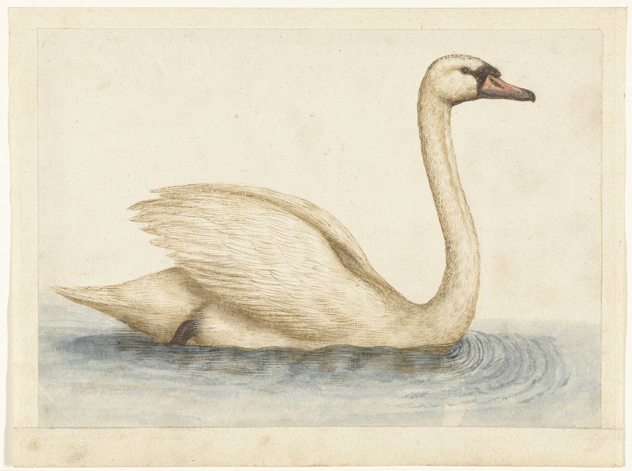 cisne mudo Álbum Lombard (título da série) de Anonymous